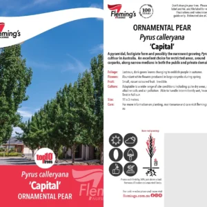 Pyrus Capital - Ornamental Pear
