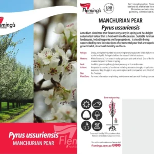 Pyrus Manchurian Pear - Ornamental Pear