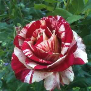 Raspberry Tiger - Hybrid Tea