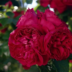 Pierre de Ronsard - Climbing