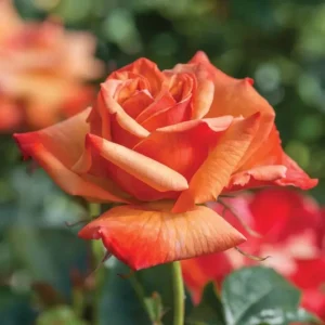 Remember Me - Hybrid Tea