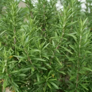 Rosmarinus chef's Choice - Rosemary