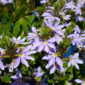 Scaevola Bondie Blue - Fan Flower