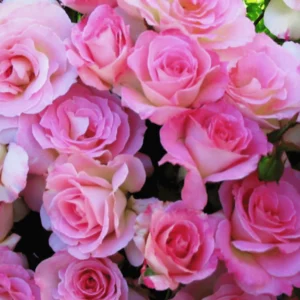 Seduction - Floribunda