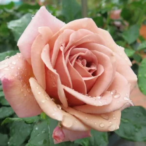 Soul Sister - Floribunda