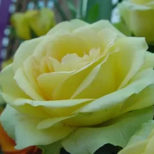 St Patrick Rose - Hybrid Tea