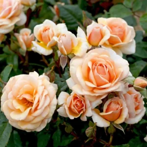 Sweet Honey - Floribunda