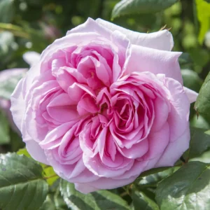 The Ancient Mariner - David Austin