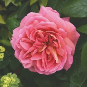 The Endeavour - David Austin