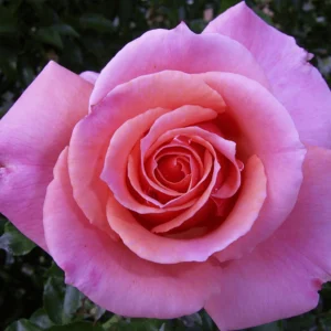 Tournament of Roses - Hybrid Tea