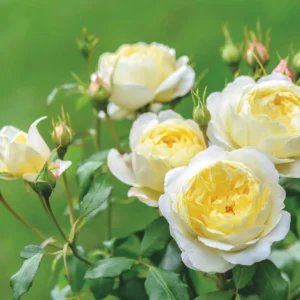 Vanessa Bell - David Austin