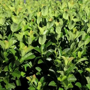 Viburnum Dense Fence