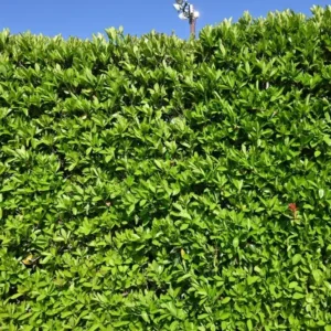 Viburnum Quick Fence