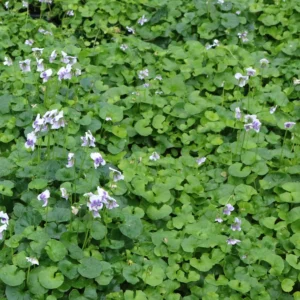 Viola Hederacea