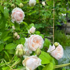 Windermere - David Austin English