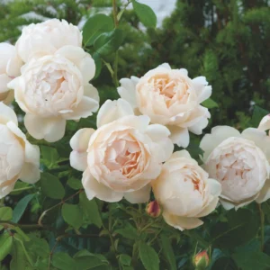 Wollerton Old Hall - David Austin