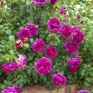 Young Lycidas - David Austin