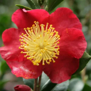 Camellia Yuletide